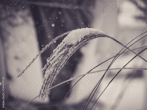 High grass covered with snow © danGa