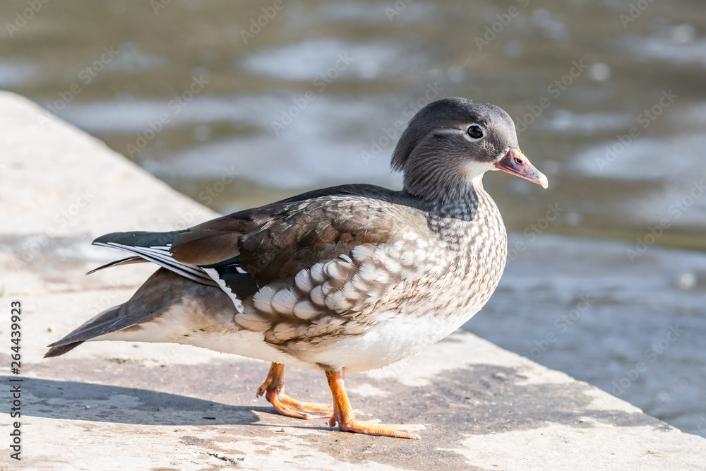 Closeup of a Female Mandarin Duck Closeup of a Female Mandarin Duck