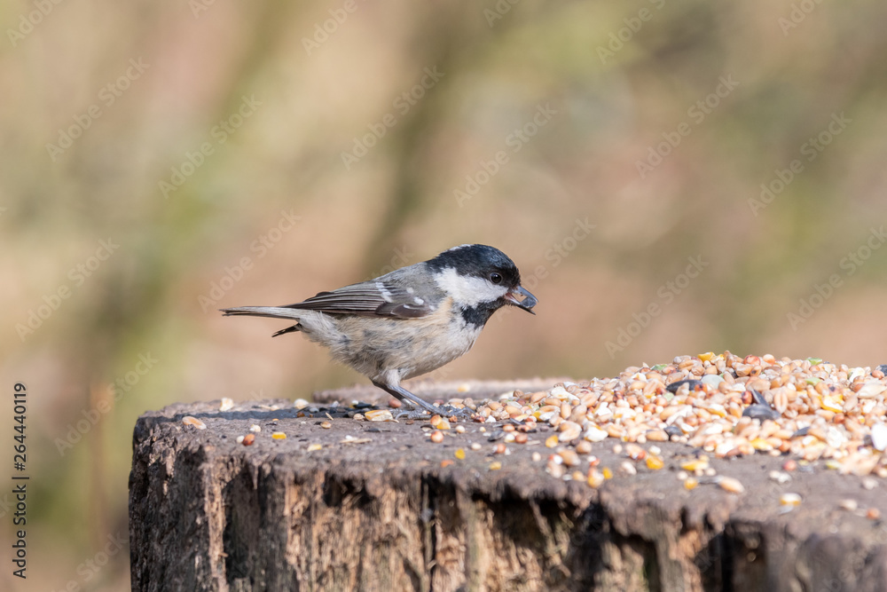 Naklejka premium A Coal Tit Feeding on Seeds from a Tree Stump