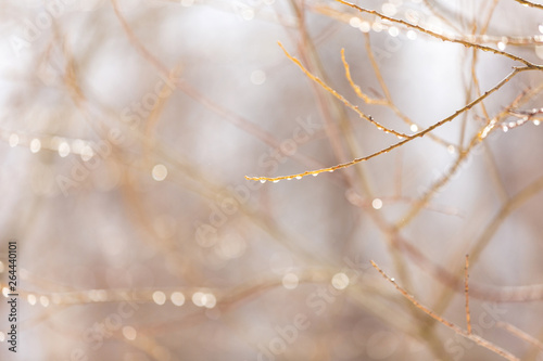 drops of water on the branches of a tree in spring. Blurred Background