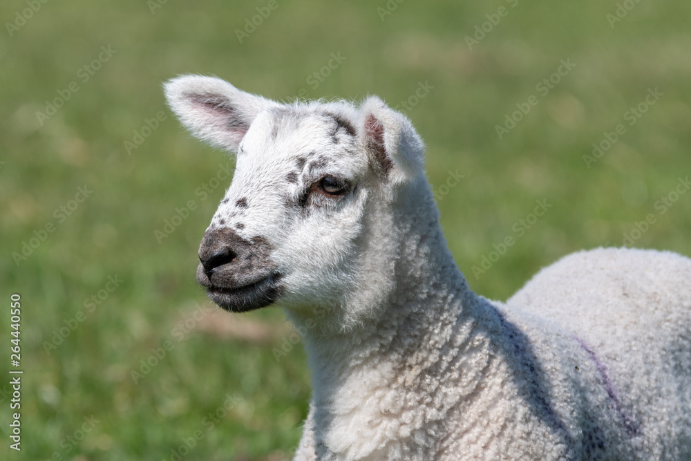 New Born Lamb Grazing on Grass