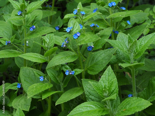 Wild green alkanet flowering in a wood in North Yorkshire, England photo