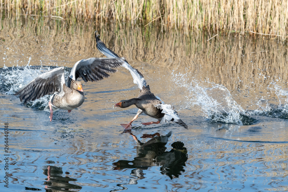 Greylag Goose Running on Water to Take Flight Greylag Goose Running on Water to Take Flight