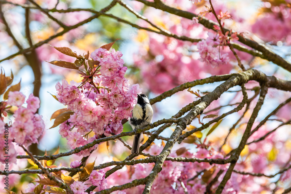 Great Tit Perched in a Cherrry Blossom Tree Great Tit Perched in a Cherrry Blossom Tree