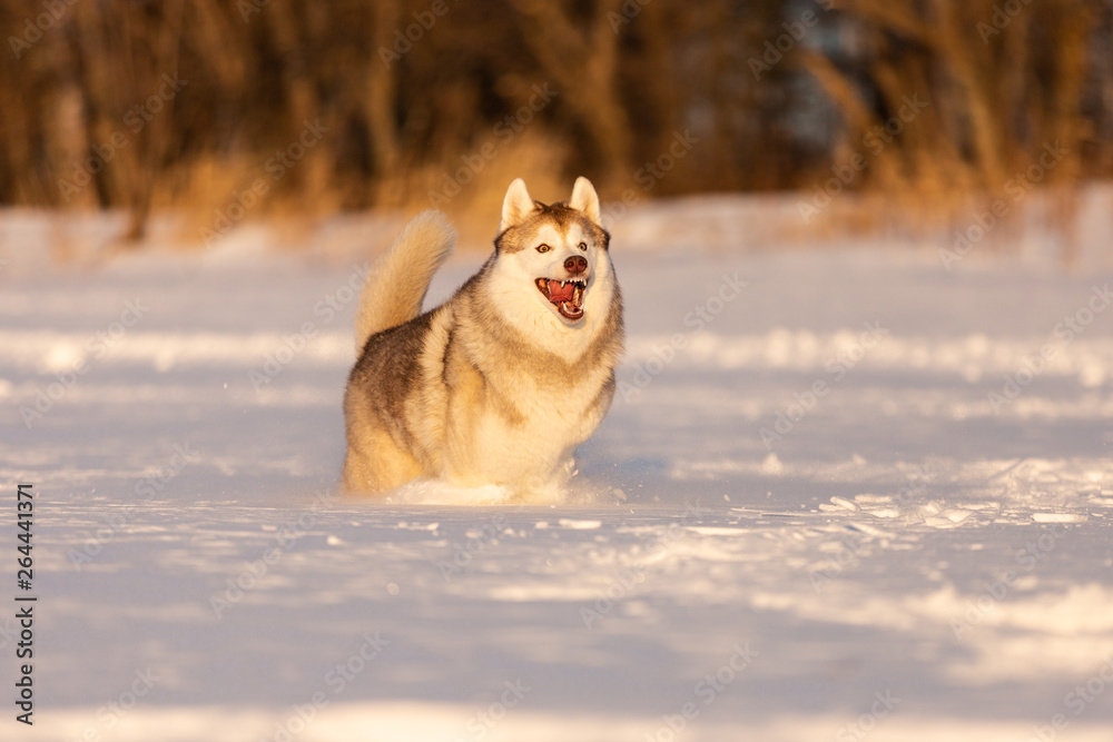Crazy, happy and cute beige and white dog breed siberian husky running on the snow in the winter field. Crazy, happy and cute beige and white dog breed siberian husky running on the snow in the winter field.
