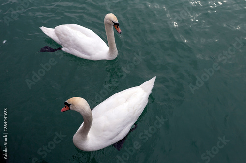 Swans in the Balaton