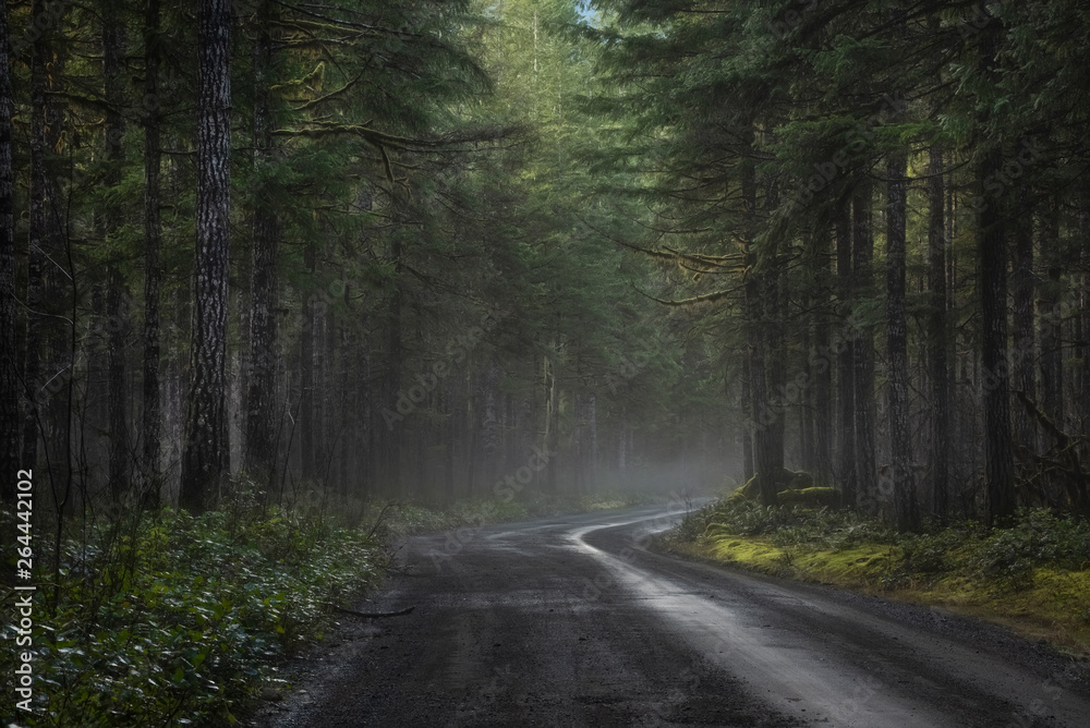 Duckabush Road, Olympic National Forest, Washington State