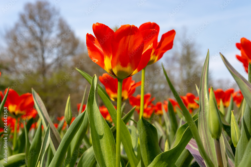 Obraz premium tulips, tulip, spring, colorful, bouquet, beautiful,