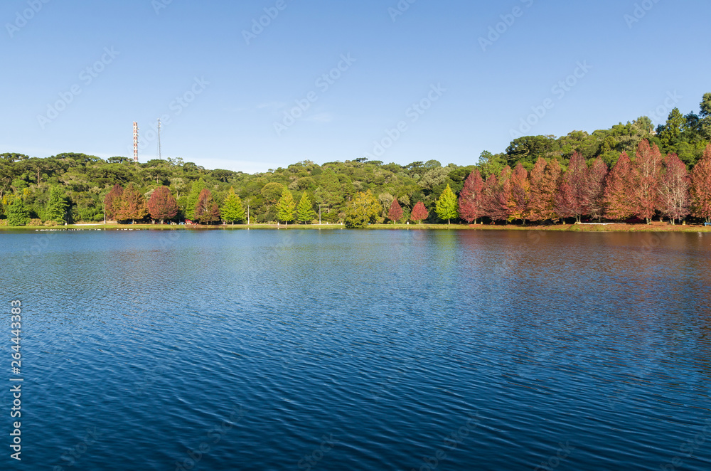 Great concept of autumn, beautiful trees of the genus Platanus w