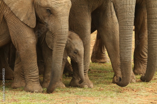 Photography Newborn African elephant calf surrounded by protective, caring family members