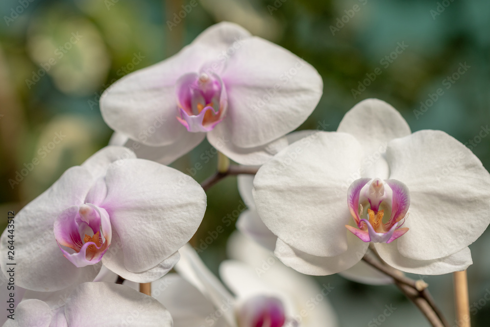 Obraz premium nature beautiful tropicalfloral, beauty 