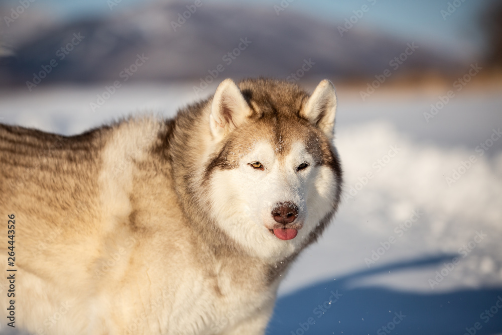 Cute, free and happy siberian Husky dog sitting on the snow in winter forest on sunny day