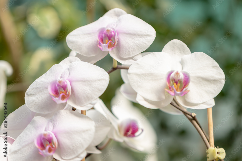Obraz premium nature beautiful tropicalfloral, beauty 