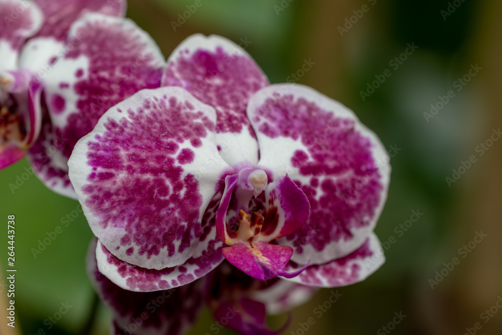 Orchids, Beautiful orchid blooms Orchids, Beautiful orchid blooms