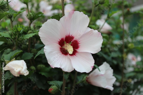 flower in the garden