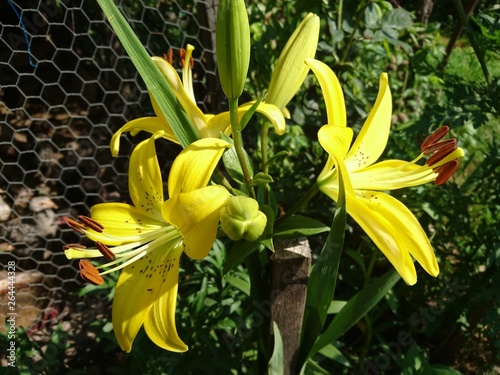 Close up of a group of yellow lily flowers in full bloom in soft focus in a garden in a sunny spring day, lilies or lilium flowers