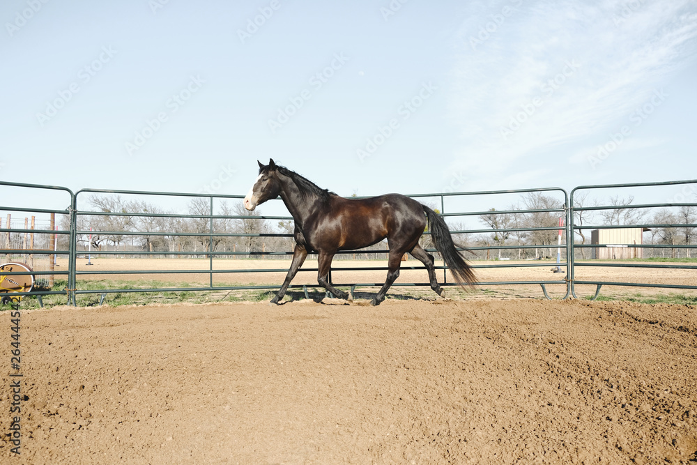 Large horse in round pen lunging outdoors. Stock Photo Adobe Stock