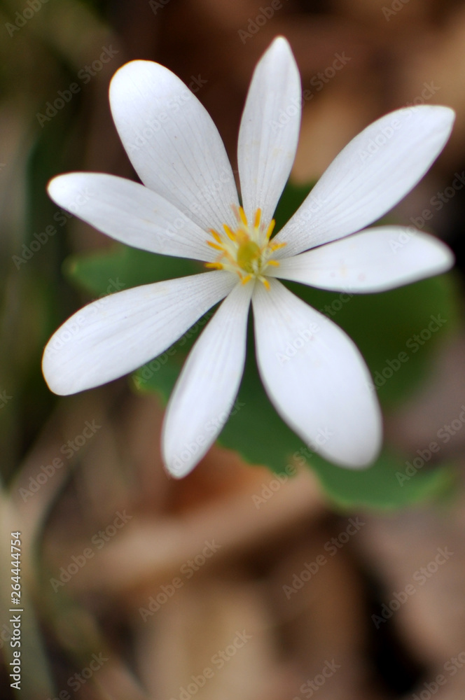 Fototapeta premium white flower
