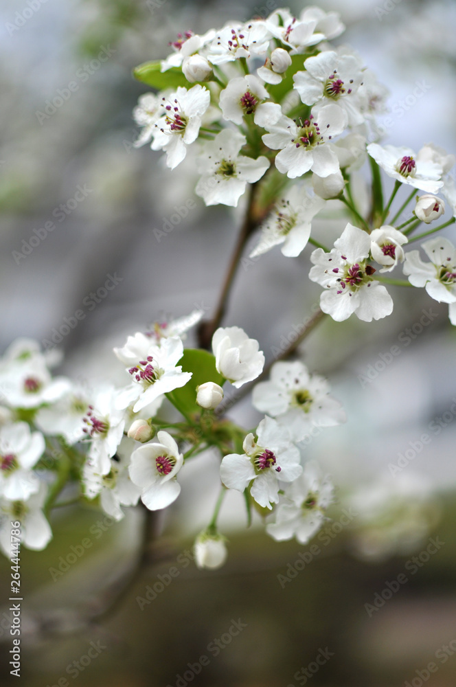blooming cherry tree in spring blooming cherry tree in spring