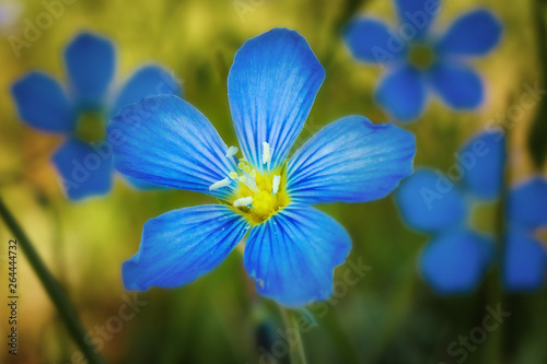 Fototapeta Naklejka Na Ścianę i Meble -  Blue wildflower