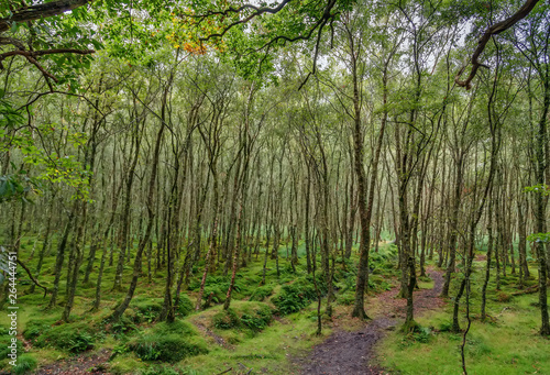 Forest near Glendalough  Ireland