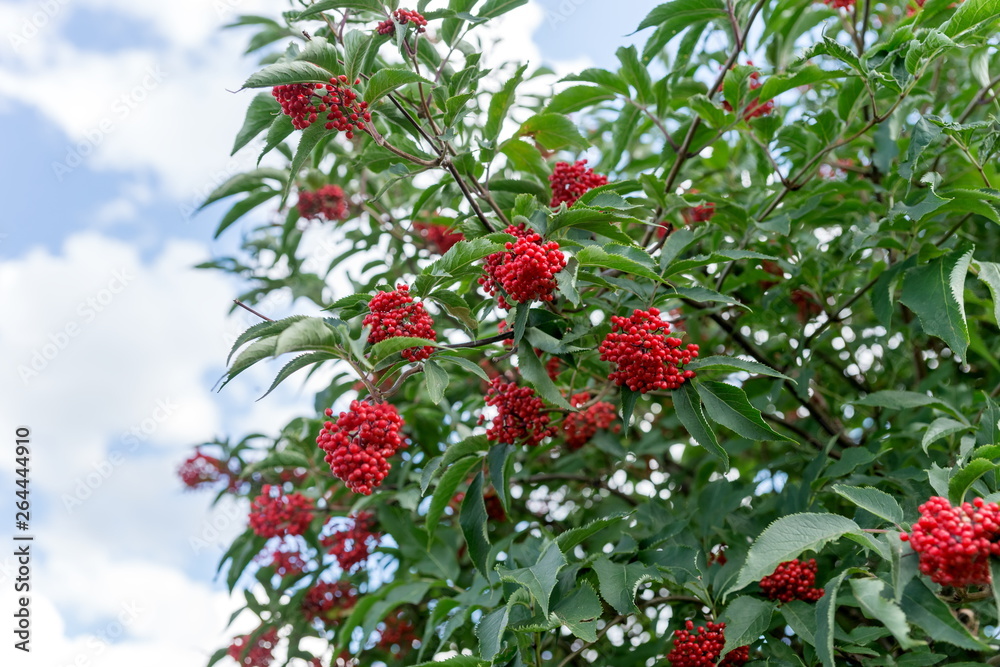 Elderberry red tree (Sambucus racemosa) with ripe red berries against the sky.
