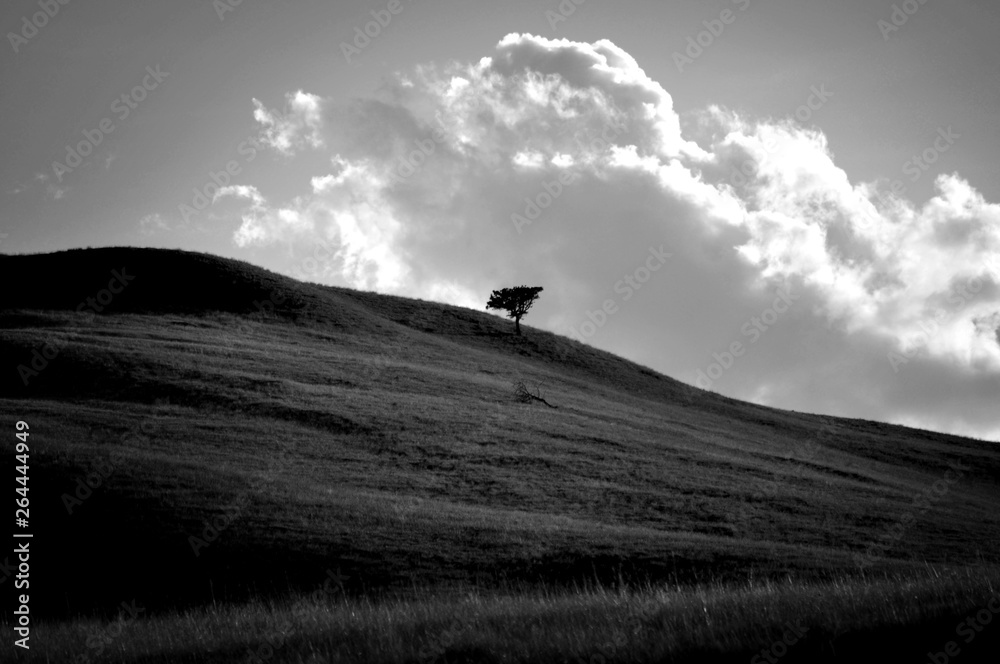 tree in the distance black and white tree in the distance black and white