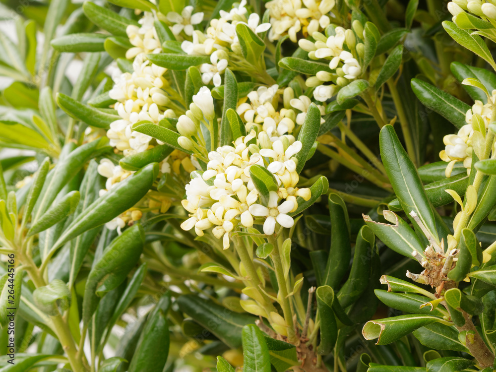 Fototapeta premium Pittosporum tobira - Le Pittosporum du Japon ou arbre des hottentots, un arbuste ornemental des régions chaudes aux fleurs blanches printanières et odorantes
