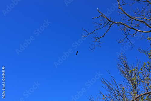 A bird flying in the blue sky