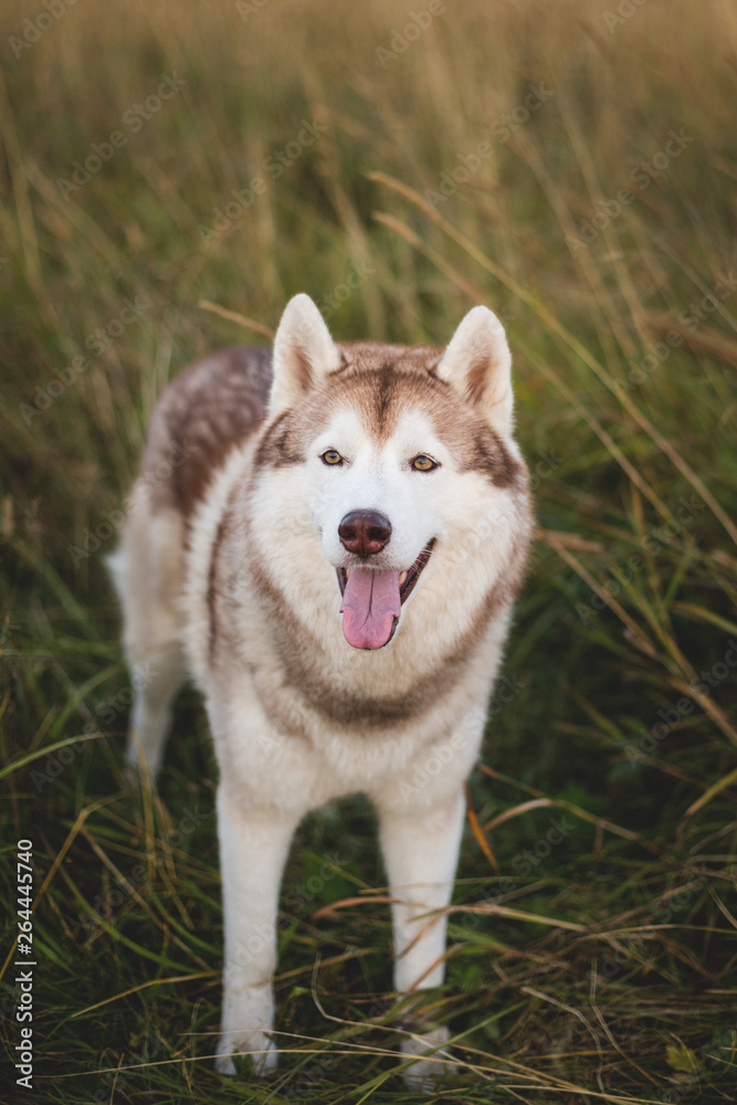 Portrait of free siberian husky dog with brown eyes standing in the rye at sunset