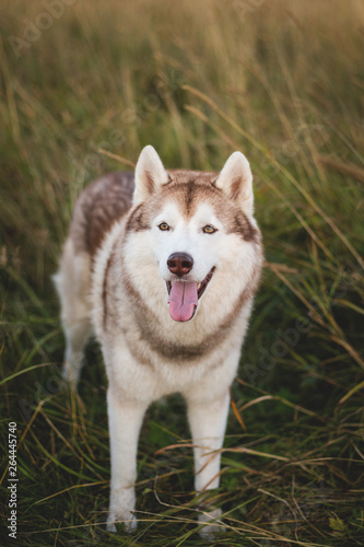 Portrait of free siberian husky dog with brown eyes standing in the rye at sunset