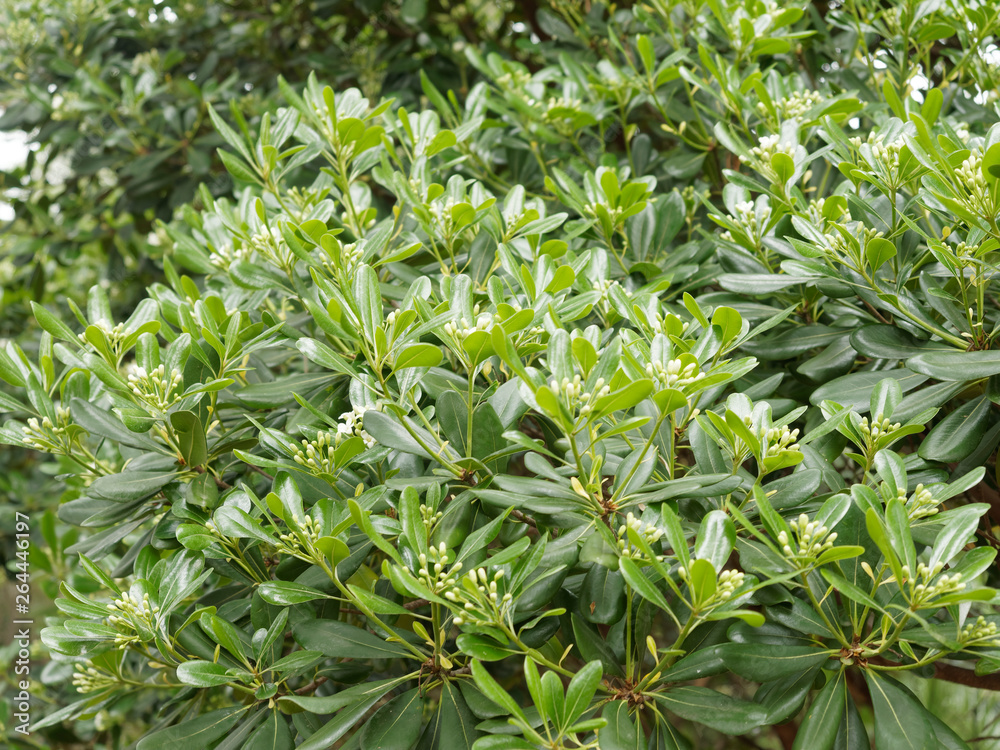 Obraz premium Le pittospore du japon ou arbre des hottentots ' Pittosporum tobira'