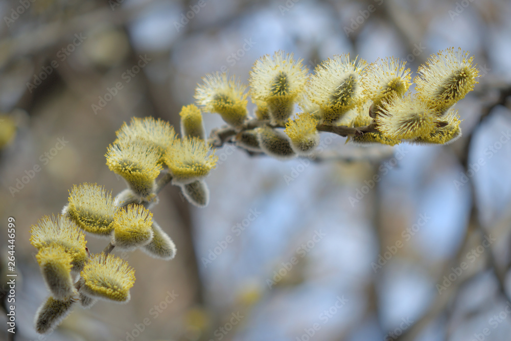 Blooming willow with yellow chickens on the branches Blooming willow with yellow chickens on the branches