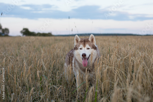 Portrait of free and cute siberian husky dog with brown eyes standing in the rye at sunset