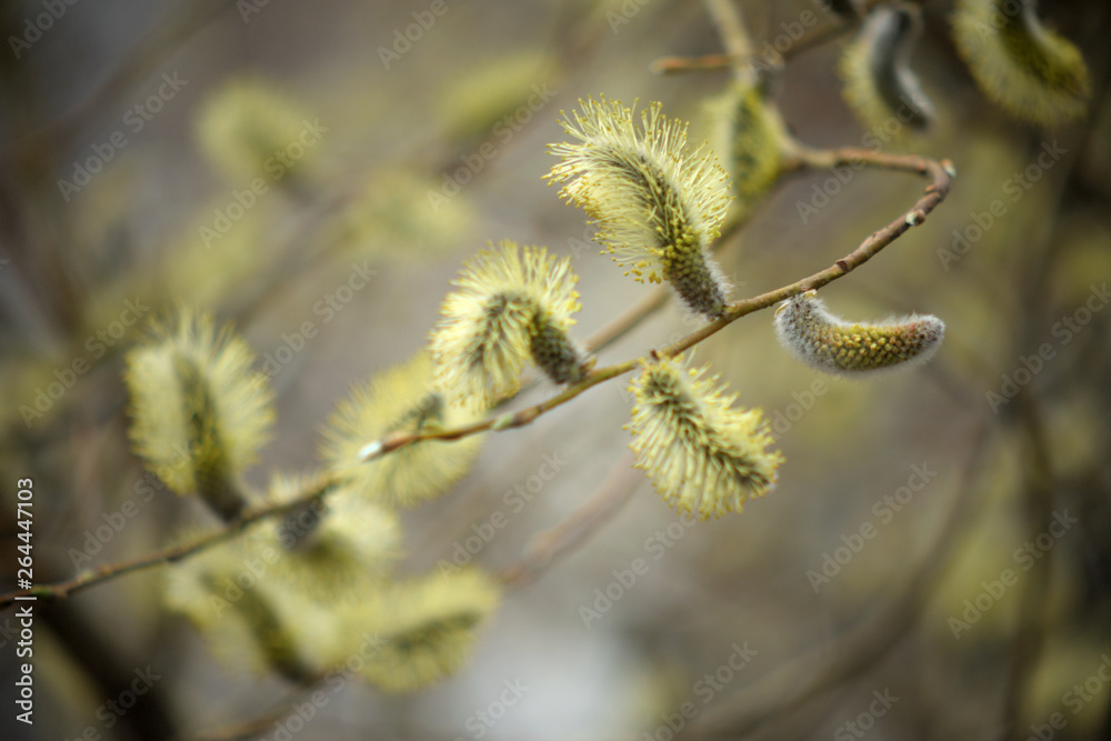 Blooming willow with yellow chickens on the branches Blooming willow with yellow chickens on the branches