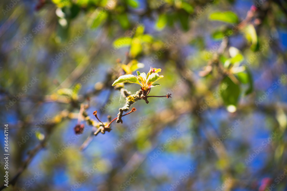 Apfelbaum Blüten im Frühling