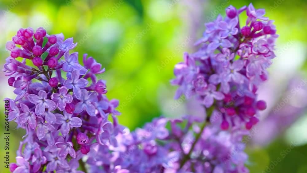 Close up of blossoming lilac isolated on green. Close up of blossoming lilac isolated on green.