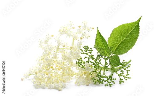 Elder or elderberry isolated on white background