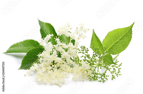 Elder or elderberry isolated on white background