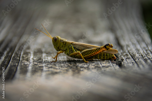 grasshopper on rail © Gille Images