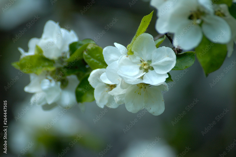Fototapeta premium Blüte