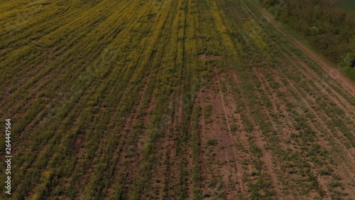 footage of rapeseed yellow field