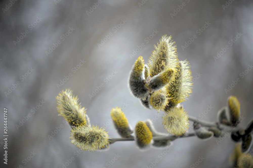 Fototapeta premium Blooming willow with yellow chickens on the branches