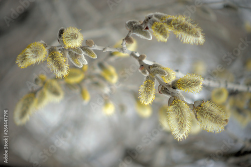 Blooming willow with yellow chickens on the branches