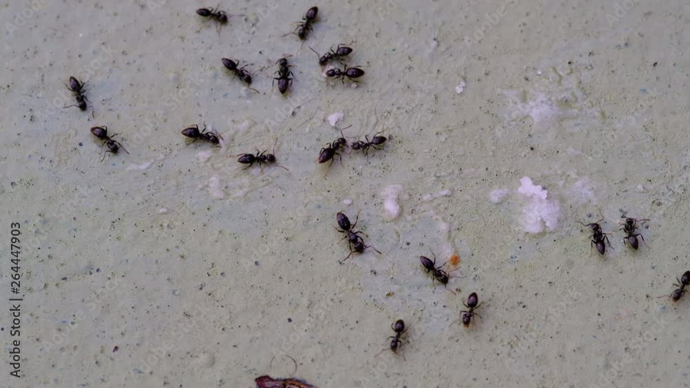 Ant infestation in dirty kitchen, eating crumbs and sugar that haven't been cleaned up Ant infestation in dirty kitchen, eating crumbs and sugar that haven't been cleaned up