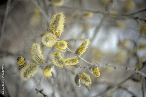 Blooming willow with yellow chickens on the branches