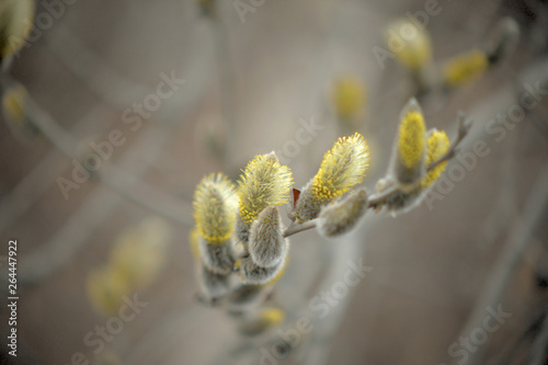 Blooming willow with yellow chickens on the branches