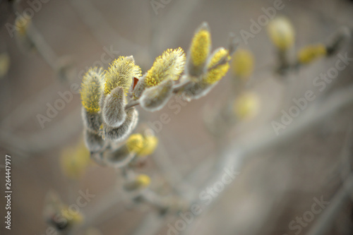 Blooming willow with yellow chickens on the branches
