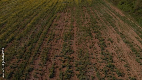 footage of rapeseed yellow field