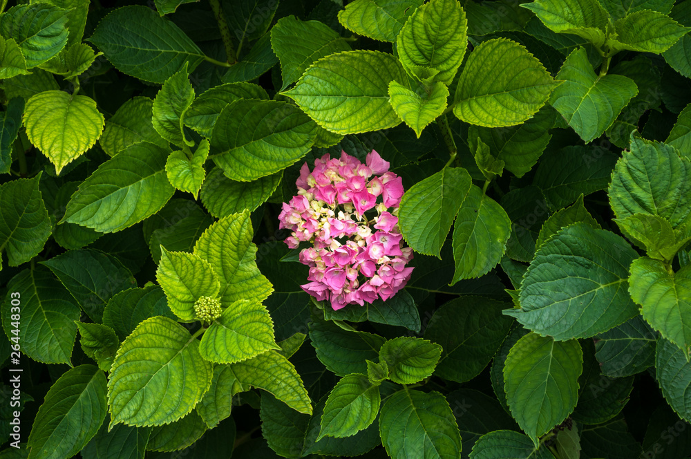 pink horny about to bloom